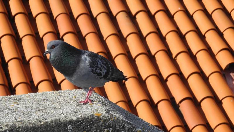Est-ce que le nettoyage à haute pression abîme les tuiles en béton ou en terre cuite de ma maison à Cruas ?