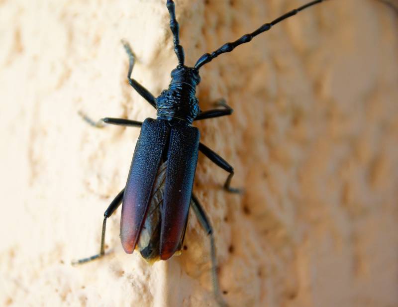 Prix du traitement contre insectes dans poutre bois charpente à Aubenas 07200